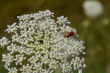 Daucus carota known as wild carrot blooming plant.の写真素材