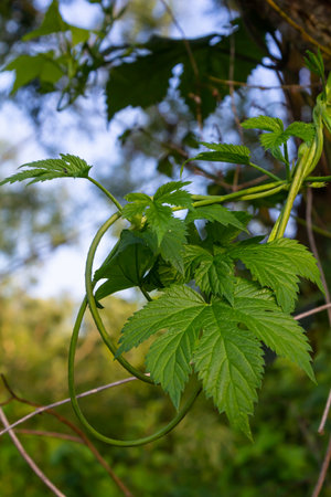 hop leaves. Humulus. green leaves of a climbing plant. natural autumn background, leaves close up....