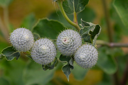 Arctium tomentosum, commonly known as the woolly burdock is a species of burdock belonging to the family Asteraceae.の写真素材