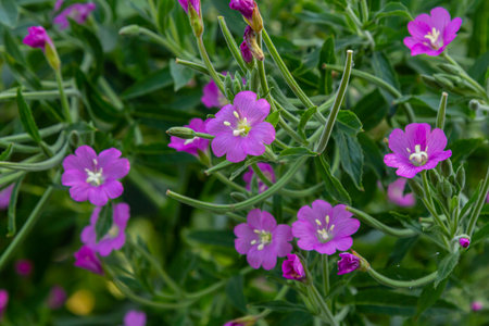 willow-herb epilobium hirsutum during flowering. Medicinal plant with purple flowers.の写真素材