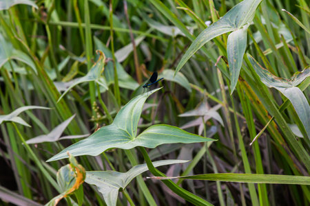 The wild aquatic plant Sagittaria sagittifolia grows in slow-flowing water.の写真素材