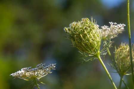 Daucus carota known as wild carrot blooming plant.の写真素材