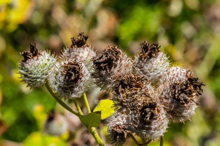 Arctium tomentosum, commonly known as the woolly burdock is a species of burdock belonging to the family Asteraceae.の写真素材