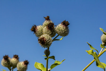Arctium tomentosum, commonly known as the woolly burdock is a species of burdock belonging to the family Asteraceae.の写真素材