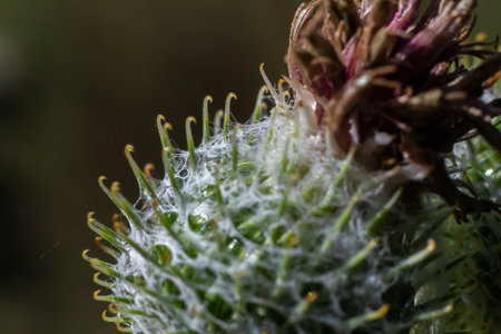 Arctium tomentosum, commonly known as the woolly burdock is a species of burdock belonging to the family Asteraceae.の写真素材