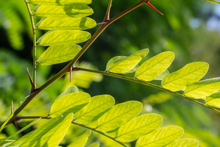 Close up of a Brown Robinia pseudoacacia Branches against a bright nature background.の写真素材