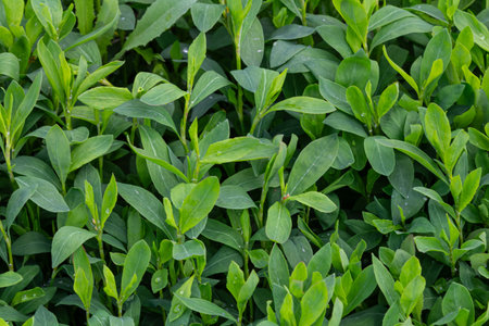 The vibrant greenery of Common Knotgrass fills the area with low-growing herbaceous plants featuring...