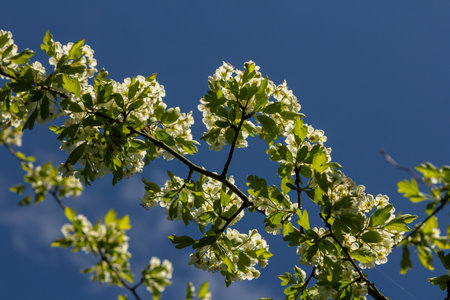 In spring common hawthorn showcases vibrant clusters of white flowers against a backdrop clear blue sky surrounded by lush green leaves highlighting beauty.の写真素材
