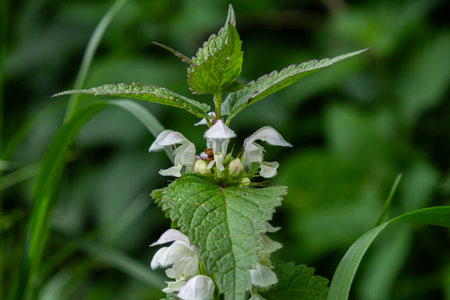 White Dead-nettle stands tall with its white flowers and jagged leaves amidst vibrant greenery showing its beauty during a sunny spring afternoon.の写真素材