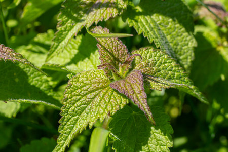 Lamium purpureum displays its striking purple flowers alongside unique toothed leaves creating a beautiful sight in a garden during the spring season.の写真素材