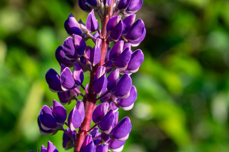Bigleaf Lupine displays its striking blue spikes and palmate leaves under bright sunlight thriving in a vibrant garden filled with greenery during summer.の写真素材