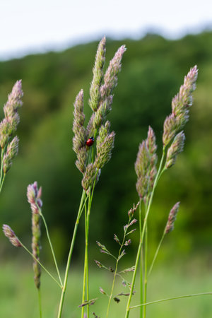 In a vibrant green meadow orchard grass features dense flower clusters with a ladybug resting atop....