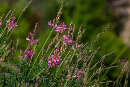 Common Sainfoin flowers flourish in pink spikes among lush green grass creating a vibrant display in a sunny meadow during the warm spring season.の写真素材