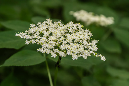 Clusters of delicate white flowers bloom on Sambucus nigra commonly referred to as elder showcasing nature's beauty in a serene green landscape.の写真素材