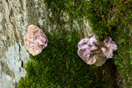 Two unique Xylodon mushrooms are seen on a moss-covered tree trunk, basking in the soft light of the early morning in a dense forest environment.の写真素材