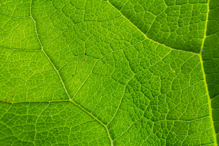 Detailed view of a green leaf highlighting its complex network of veins and texture under bright...