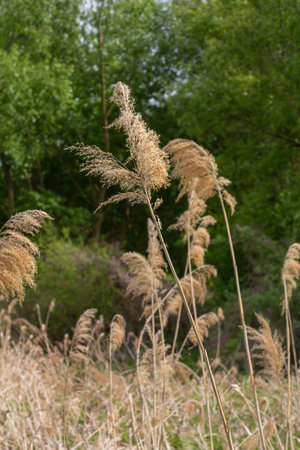 Tall common reed plants with dense golden plumes sway breeze against a backdrop of vibrant green...