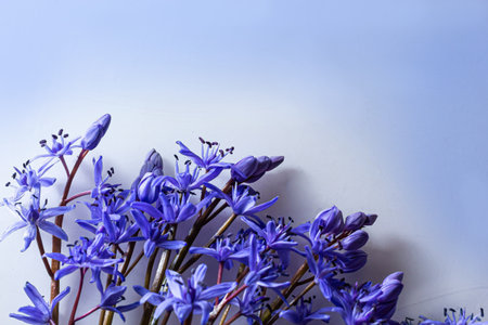 Flower design - floral border made of Scilla bifolia two-leaf squill or alpine squill isolated on...