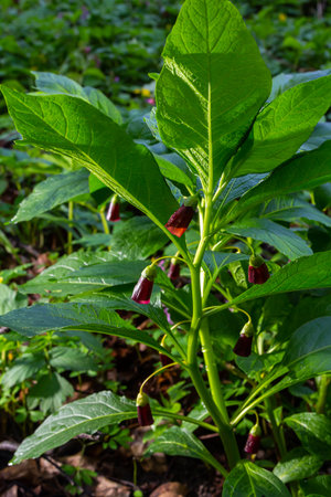 Scopolia carniolica, the European scopolia or henbane bell, is a poisonous plant belonging to the family Solanaceae.の写真素材