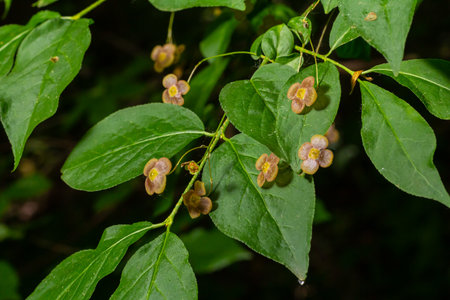 Little flowers of Euonymus verrucosus or spindle tree.