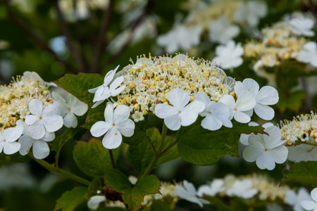 Viburnum flower in bloom. Beautiful macro shot of white flower clusters of ornamental plant.