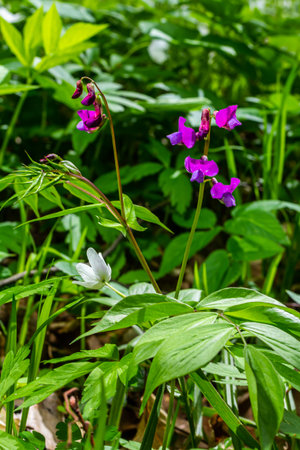 Lathyrus vernus in bloom, early spring vechling flower with blosoom and green leaves growing in forest, macro.の写真素材