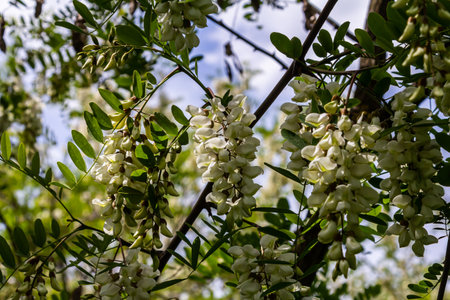 Honey bee collects nectar from white flowers tree acacia. Blooming clusters of acacia. Honey spring plant. Collect nectar. Branches of black locust, Robinia pseudoacacia, false acacia.の写真素材