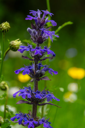 Stalks of Ajuga reptans commonly known as Common Bugle display vibrant purple flowers amidst verdant...