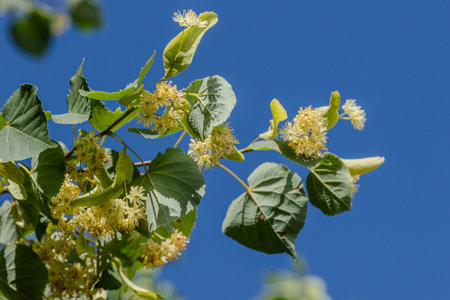 Small-leaved lime tree displays clusters of fragrant yellowish-white flowers against a vibrant blue sky attracting bees and other pollinators during a sunny day.の写真素材