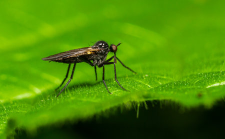 Small predatory flies from the Empididae family rest on a vibrant green leaf highlighting their detailed features while hunting for prey outdoor environment.の写真素材