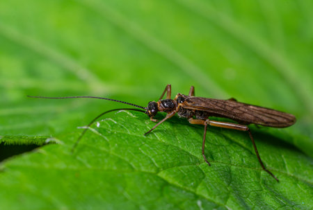 Plecoptera sp. Stonefly is perched on a vibrant green leaf showing its long antennae and delicate...
