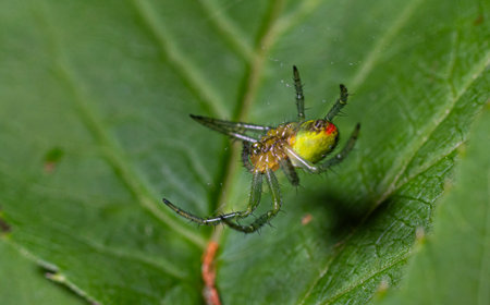 A bright green Oak Orb-weaver spins its delicate web lush green leaf showing the intricate structure and texture of its environment illuminated by gentle sunlight.の写真素材