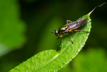 Stratiomyidae sp. soldier fly is perched on a vibrant green leaf showing its distinct features amidst a lush background during the day.の写真素材