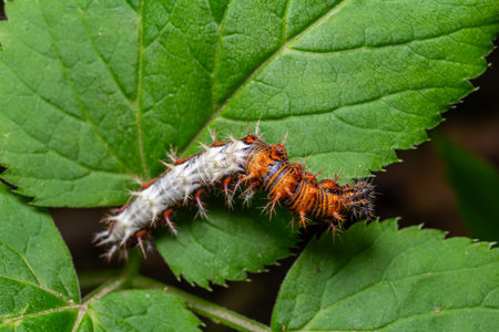 A Comma butterfly caterpillar navigates green leaves exhibiting distinct colors and textures as it feeds in a lush environment during late spring.の写真素材