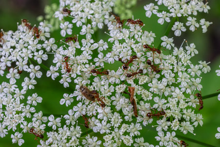 Red wood ants are seen gathering on clusters of small white flowers collecting nectar and interacting with the surrounding greenery on a sunny day.の写真素材