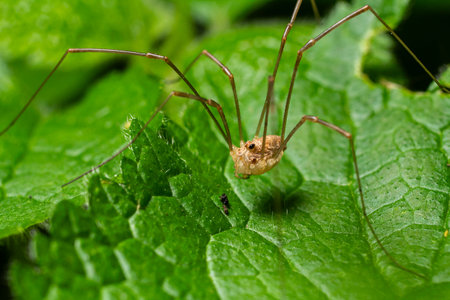 Rilaena triangularis known as the common harvestman rests on lush green leaves showing its long legs while surrounded by vibrant foliage under natural light.の写真素材