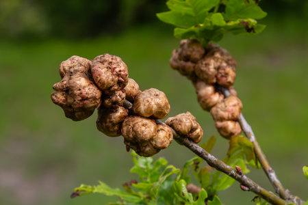 Deformed growths known as oak galls appear on oak branches caused activity of oak gall wasps...