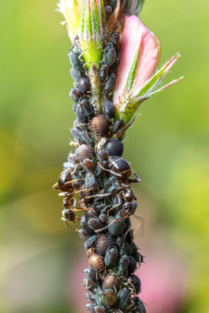 Worker ants actively guard aphid colonies on a flower stem warding off potential predators while...