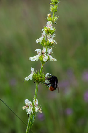 Red-tailed bumblebee engages with Stachys sp. flower collecting nectar amidst vibrant greenery in a sunny meadow highlighting the beauty of pollinators in nature.の写真素材