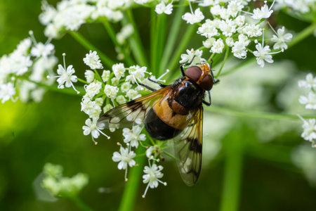 Pellucid hoverfly Volucella pellucens interacts with small white flowers in a vibrant green habitat...