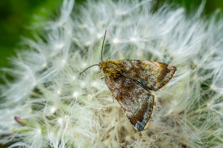 A small forester moth perches delicately on a dandelion puff blending with the fluffy seeds in a...
