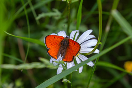 Lycaena phlaeas known as the Small Copper butterfly displays vibrant orange wings while perched on a white flower amidst varied green vegetation in spring.の写真素材