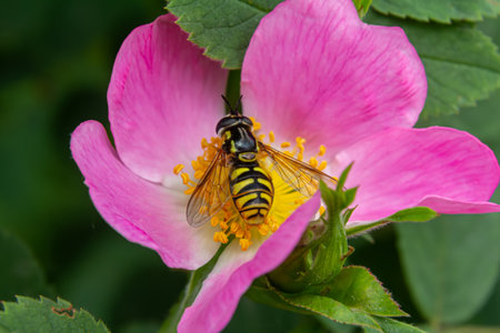 Chrysotoxum verralli hovers over bright pink rose petals while collecting nectar showcasing its distinctive markings under the warm summer sunlight.の写真素材