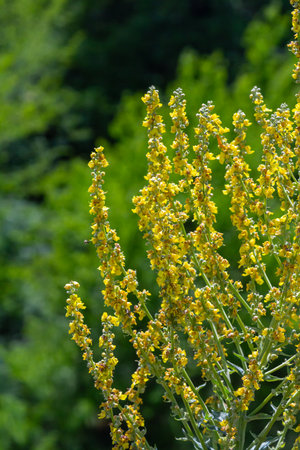 Common mullein - pale yellow flowers of verbascum nigrum plant, used as herb and medicine - growing...
