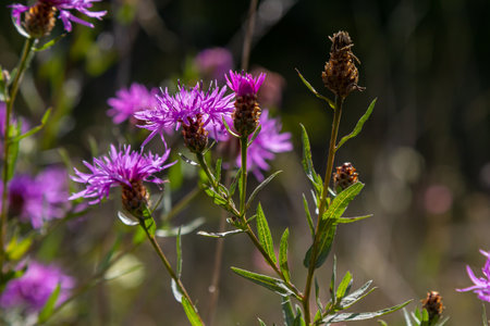 Blooming meadow knapweed, Centaurea jacea, on the meadow.