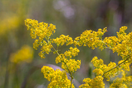 Closeup yellow flowers of lady's bedstraw, yellow bedstraw Galium verum in a Dutch garden. Family...