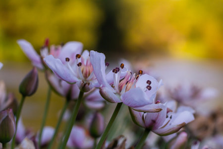 Photo butomus umbellatus flower burchardia, macro photo, forest water lily flower, summer spring, botany, background pink.の写真素材