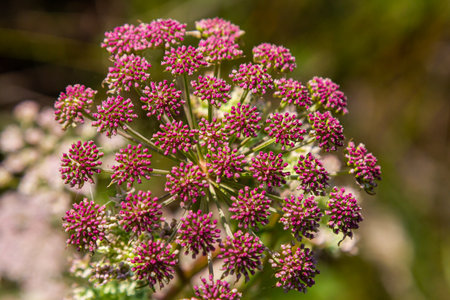 Pink flowers of greater burnet or Pimpinella major.
