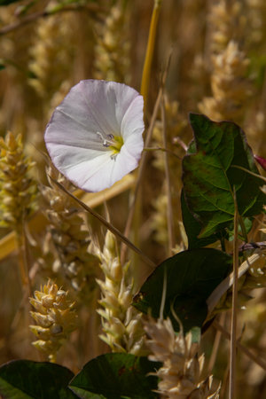 Field bindweed or Convolvulus arvensis European bindweed Creeping Jenny Possession vine herbaceous...