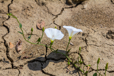 Field bindweed or Convolvulus arvensis European bindweed herbaceous perennial plant with open and...